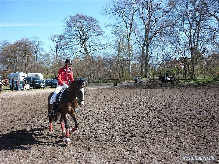 Belgisk Sportspony • Clovis VD Zuidvoermanshoek • Solgt - I Bernstorff Parken forår 2010. opvarmning - red La3 :) smukke pony <3 billede 7