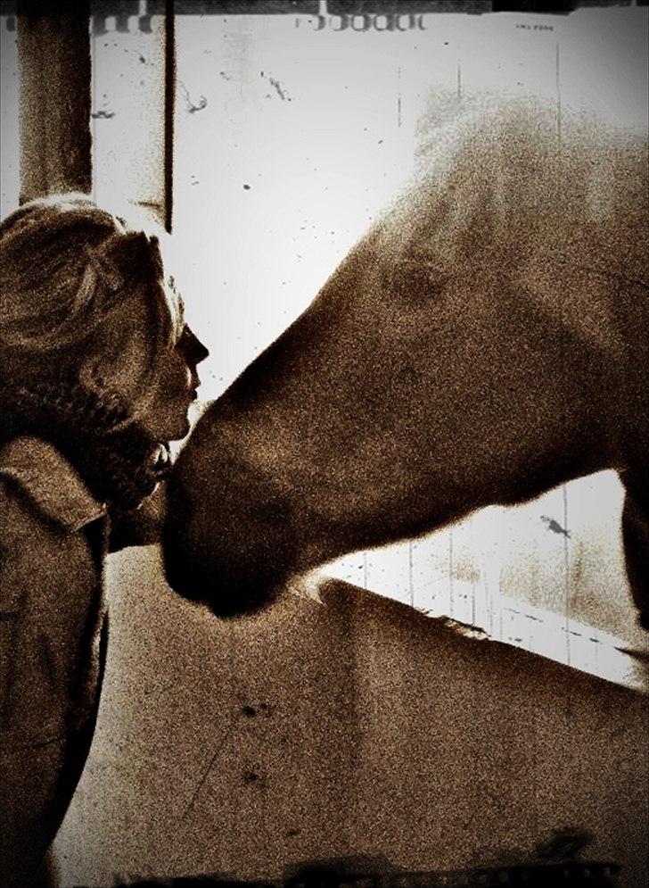 Haflinger Tony billede 15