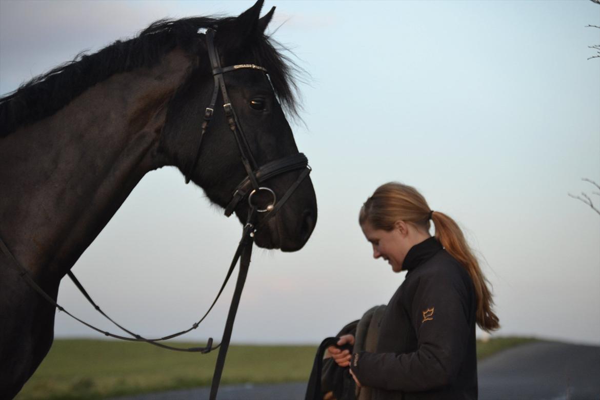Dansk Varmblod Kastlund Diango (Solgt) - 17 dec
Diango har nu fået make over
han er blevet klippet fået rykket man klippet hår i øre osv.. billede 8