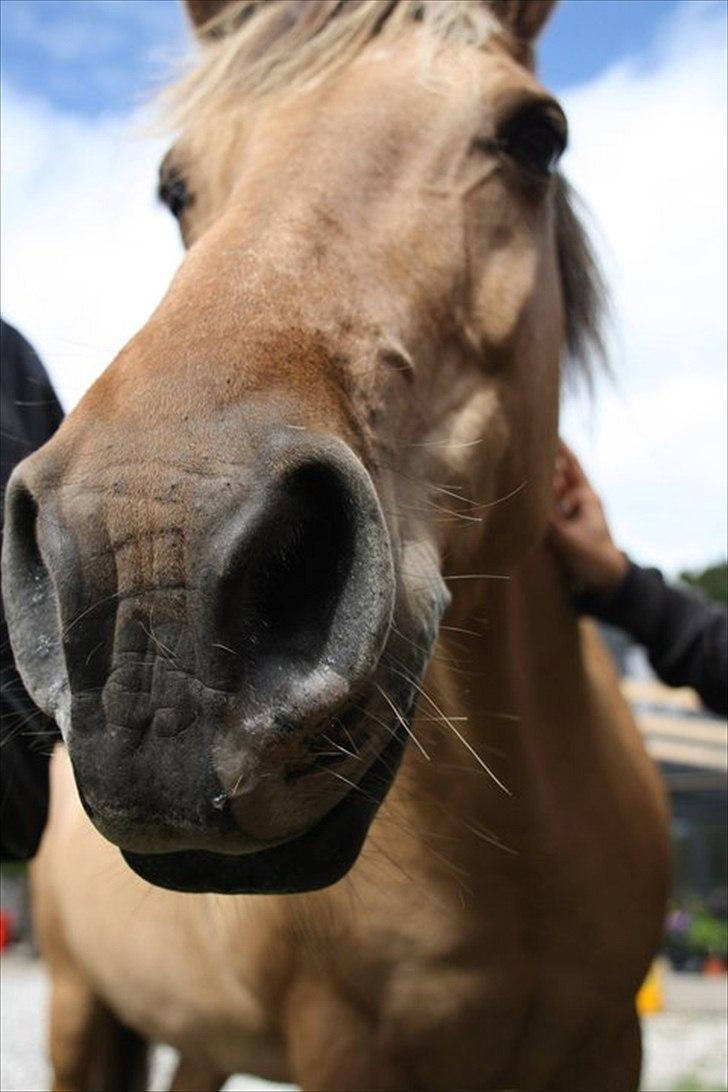 Anden særlig race Debby  - Min pige <3 <3 Foto: Wilson. billede 12