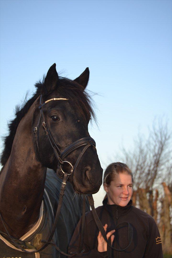 Dansk Varmblod Kastlund Diango (Solgt) billede 9