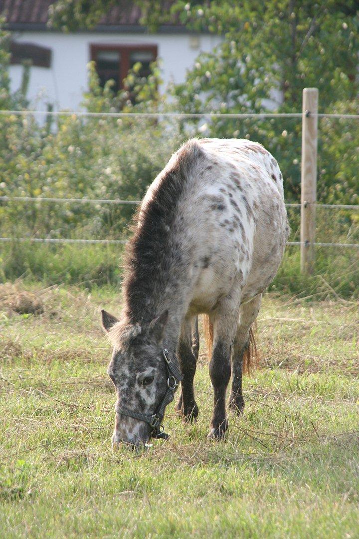 Appaloosa Prinsesse Mia Maja billede 3