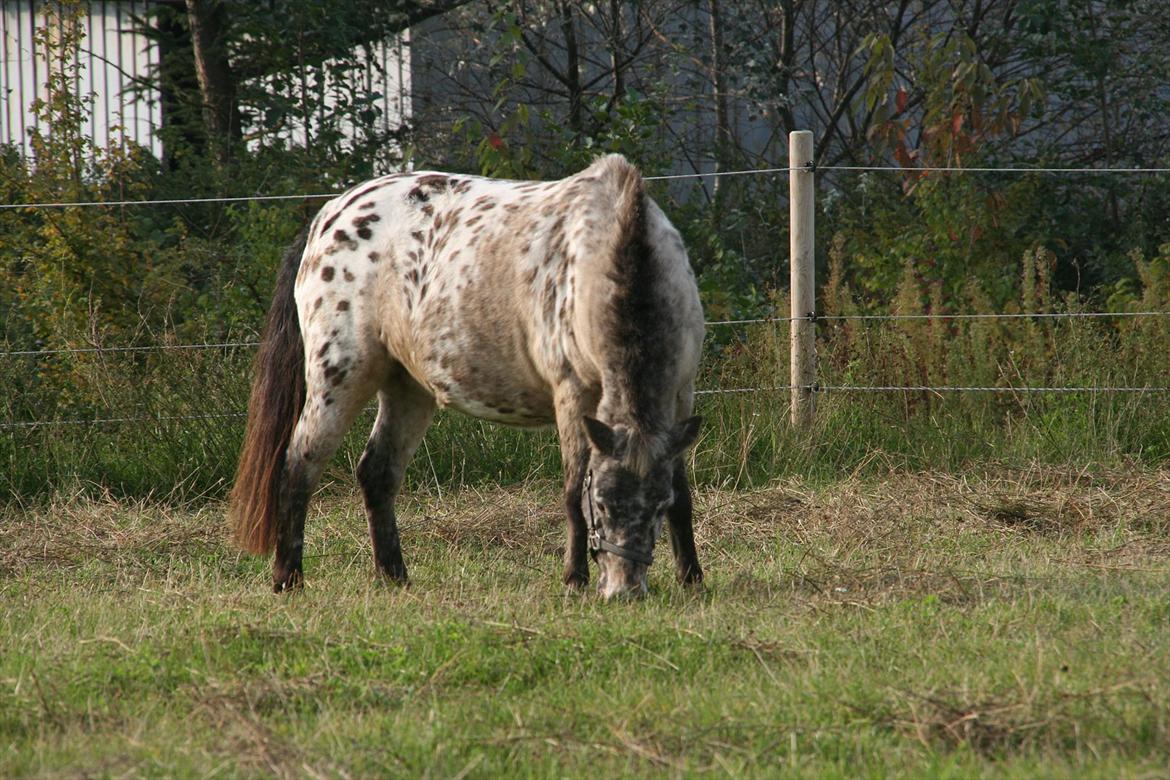 Appaloosa Prinsesse Mia Maja billede 4