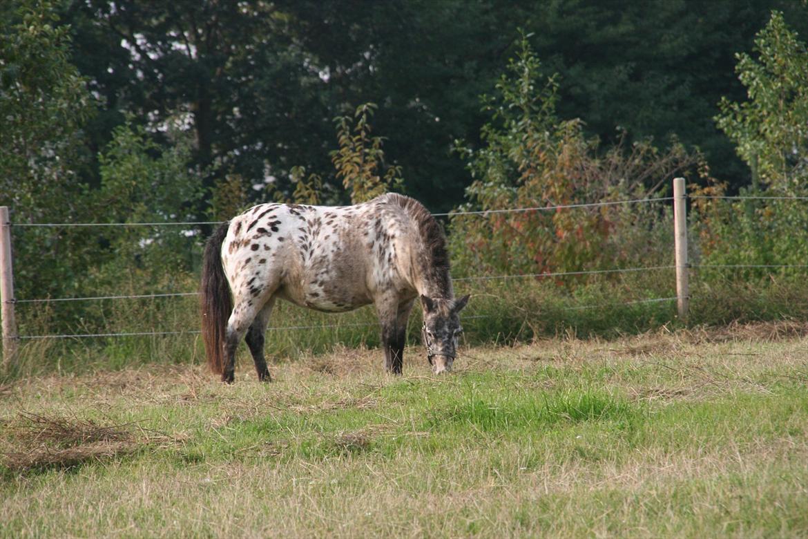 Appaloosa Prinsesse Mia Maja billede 5