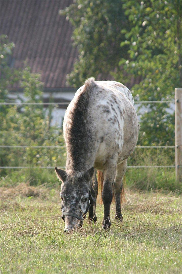 Appaloosa Prinsesse Mia Maja billede 6