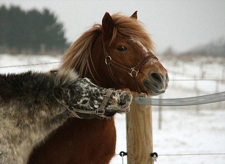 Appaloosa Prinsesse Mia Maja billede 1