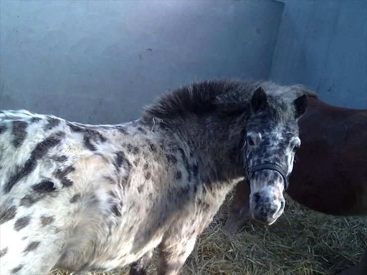 Appaloosa Prinsesse Mia Maja billede 2