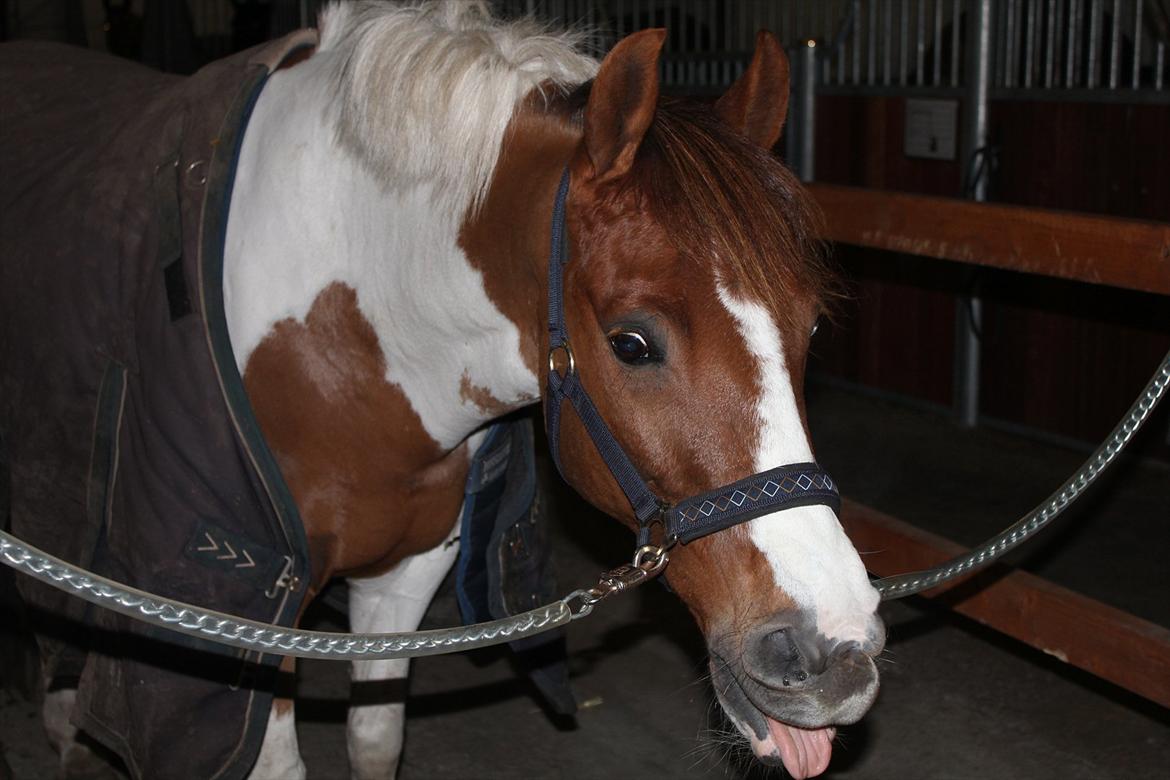 Pinto Solgårdens Indy - "Bare en hest" bringer mig et fantastisk venskab, tillid og ubegrænset glæde. "Bare en hest" bringer den medfølelse og tålmodighed jeg har brug for, for at blive et bedre menneske." ^^'
- Sikke en charmetrold!(': billede 17