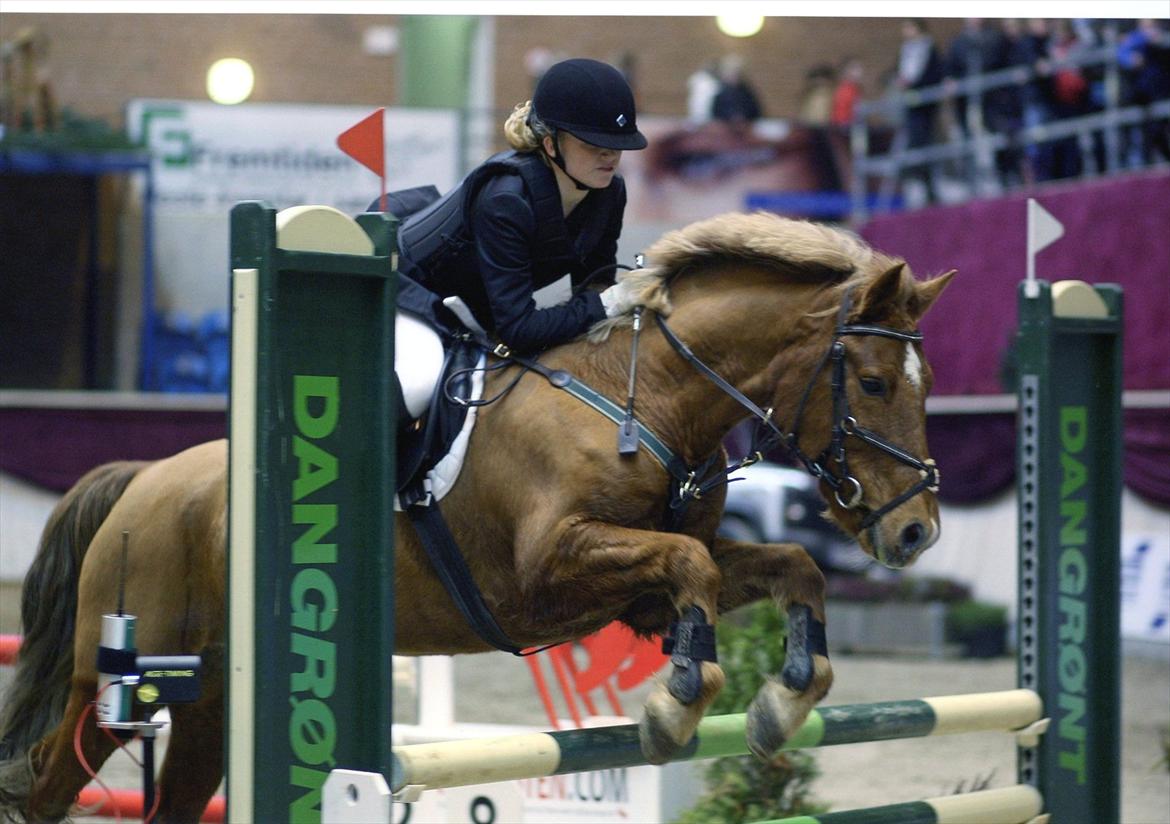 Welsh Pony af Cob-type (sec C) Bakkegaardens Aladdin - Allan. - Danish Christmas show - warm up 2011 LB*
- Placeret som nummer 9 ud af 56 ryttere! Min pony er ubeskrivelig!:D:D billede 7