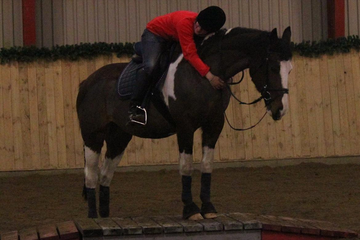 Anden særlig race Matell  billede 1