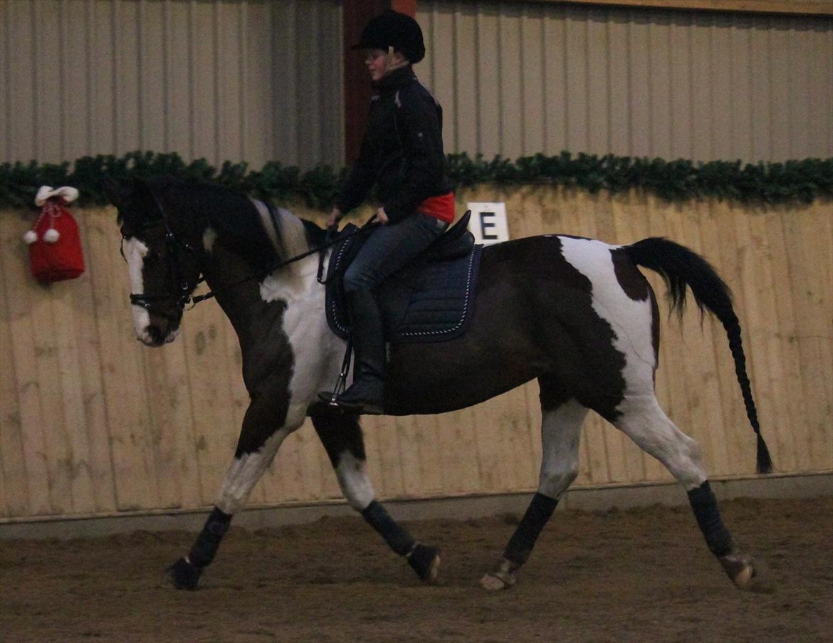 Anden særlig race Matell  billede 2