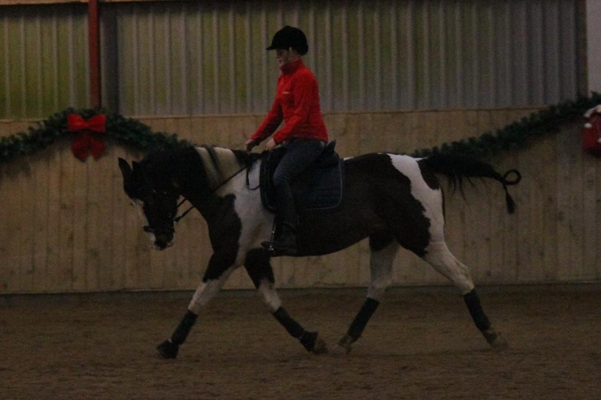 Anden særlig race Matell  billede 3