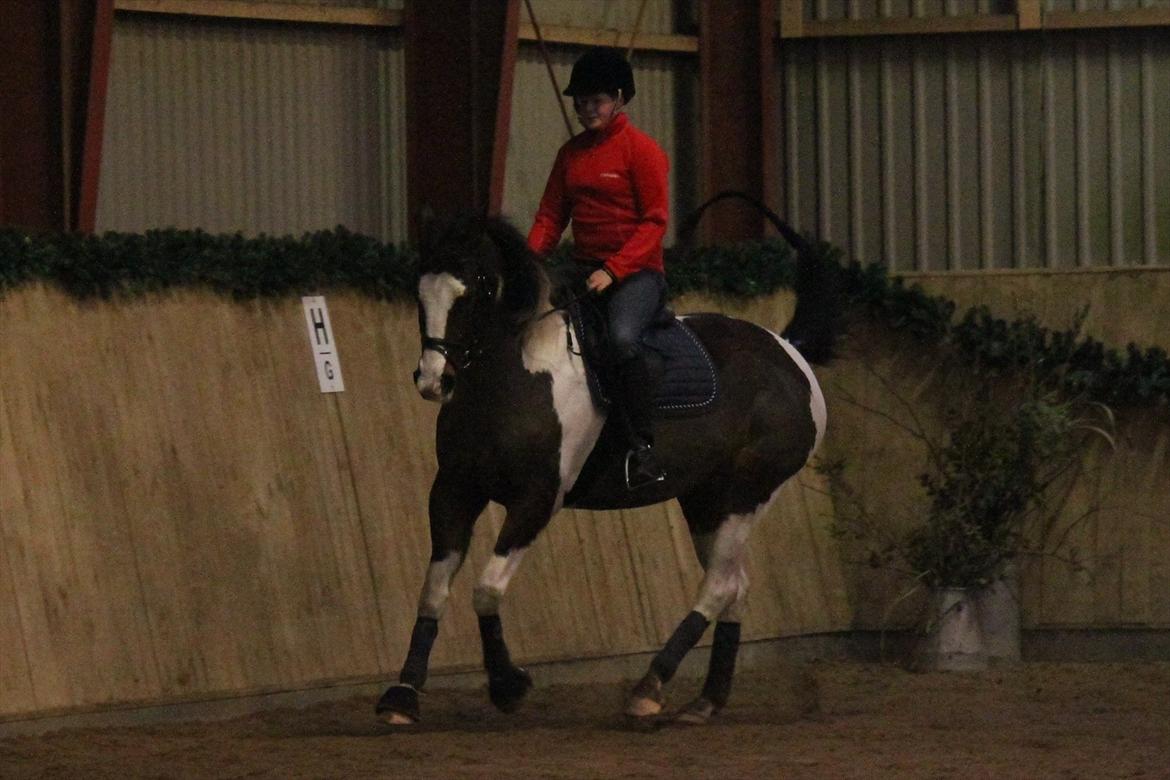 Anden særlig race Matell  billede 4