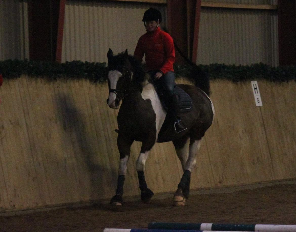 Anden særlig race Matell  billede 5