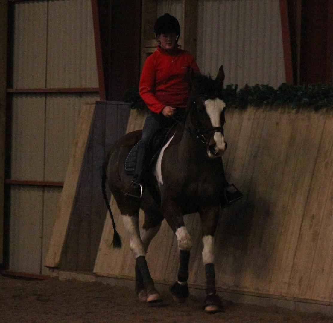 Anden særlig race Matell  billede 6