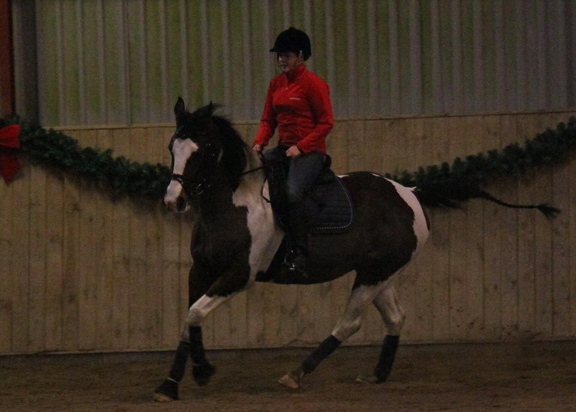 Anden særlig race Matell  billede 7