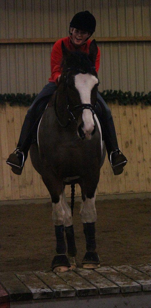 Anden særlig race Matell  billede 8