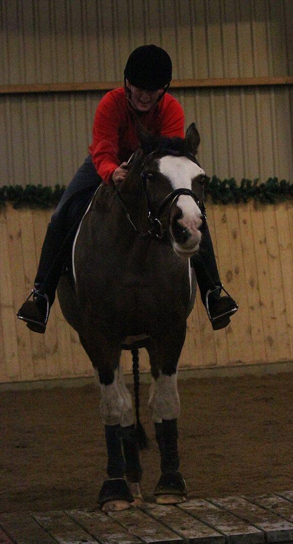 Anden særlig race Matell  billede 9