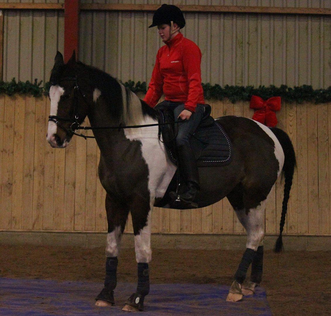 Anden særlig race Matell  billede 10