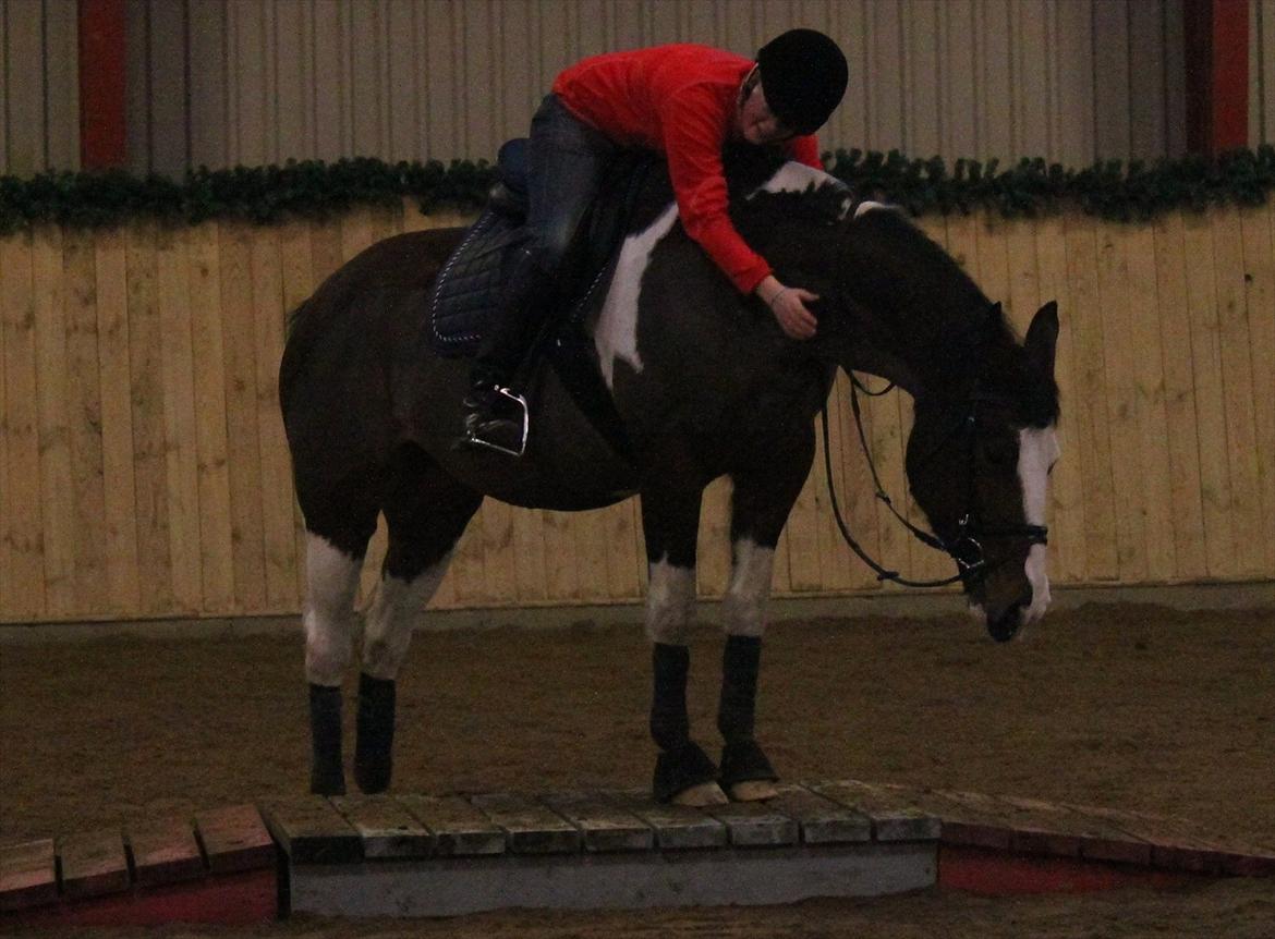 Anden særlig race Matell  billede 11