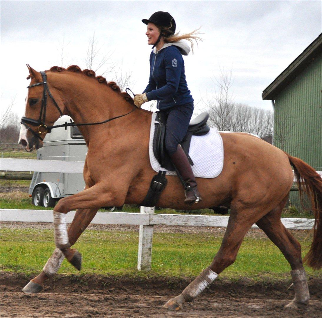Hollandsk Varmblod Clemens ST. billede 3