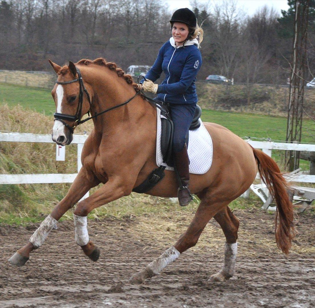 Hollandsk Varmblod Clemens ST. billede 4