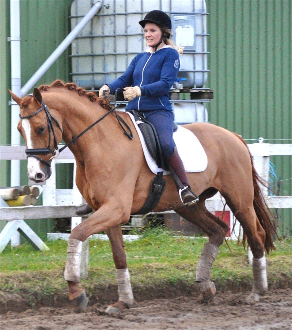 Hollandsk Varmblod Clemens ST. billede 6