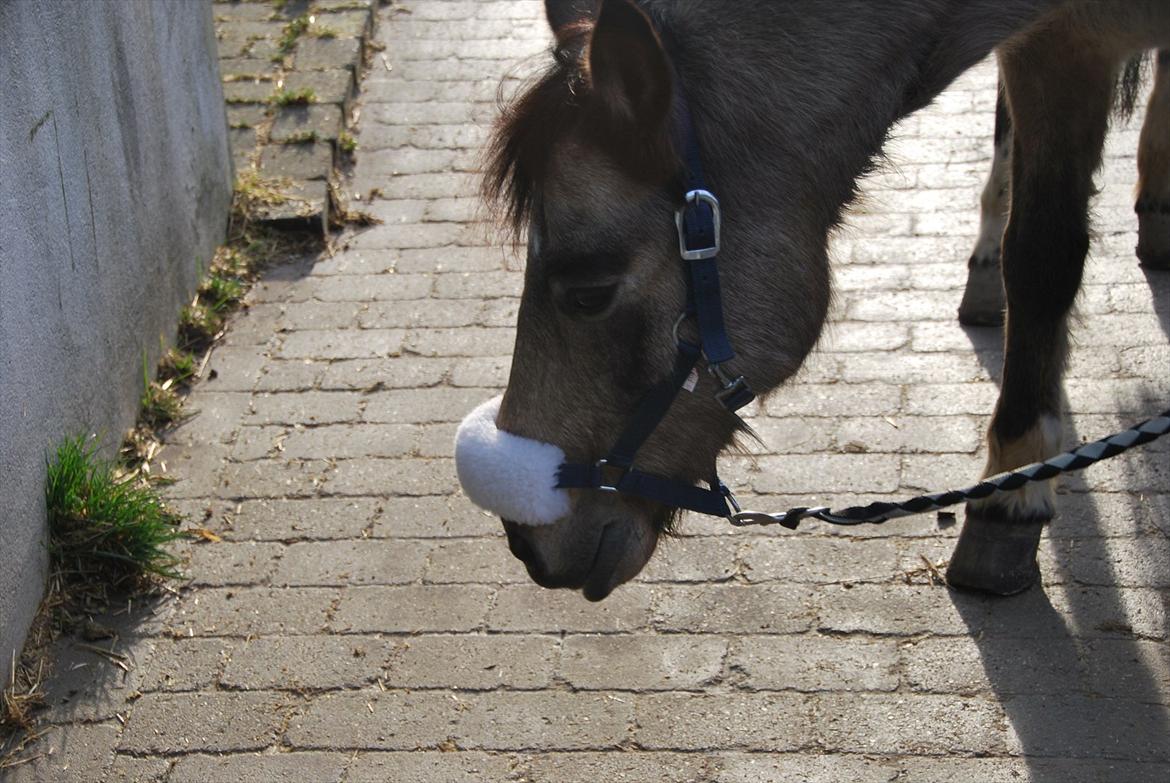 Anden særlig race Buskebjerggaards Benjamin - 1) Velkommen til Benjamins profil ! billede 1