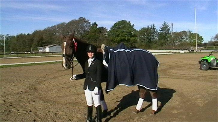 Dansk Varmblod Nørringsholms Play Red billede 18