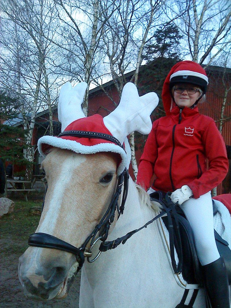 Welsh Pony af Cob-type (sec C) Goldy Girl - Goldy Girl
Foto: Anette billede 14