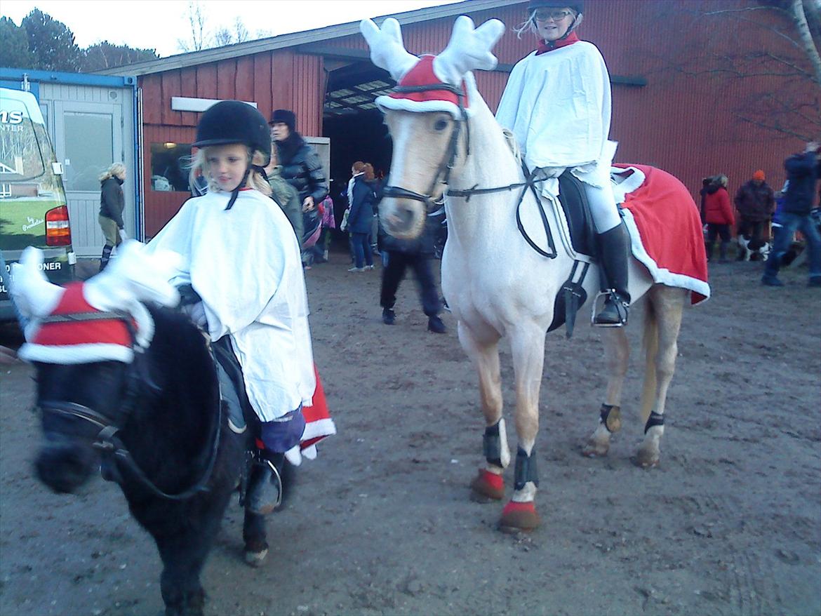 Welsh Pony af Cob-type (sec C) Goldy Girl - Gunilla, Jocwill, Emilia og Goldy til Luciaoptog på Egedal :) Foto: Anette billede 15