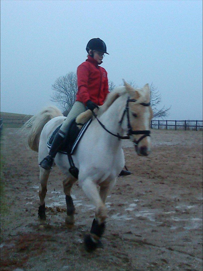 Welsh Pony af Cob-type (sec C) Goldy Girl - Allerførste træningsdag efter at have fået Goldy på prøve :D
Foto: Anette billede 16