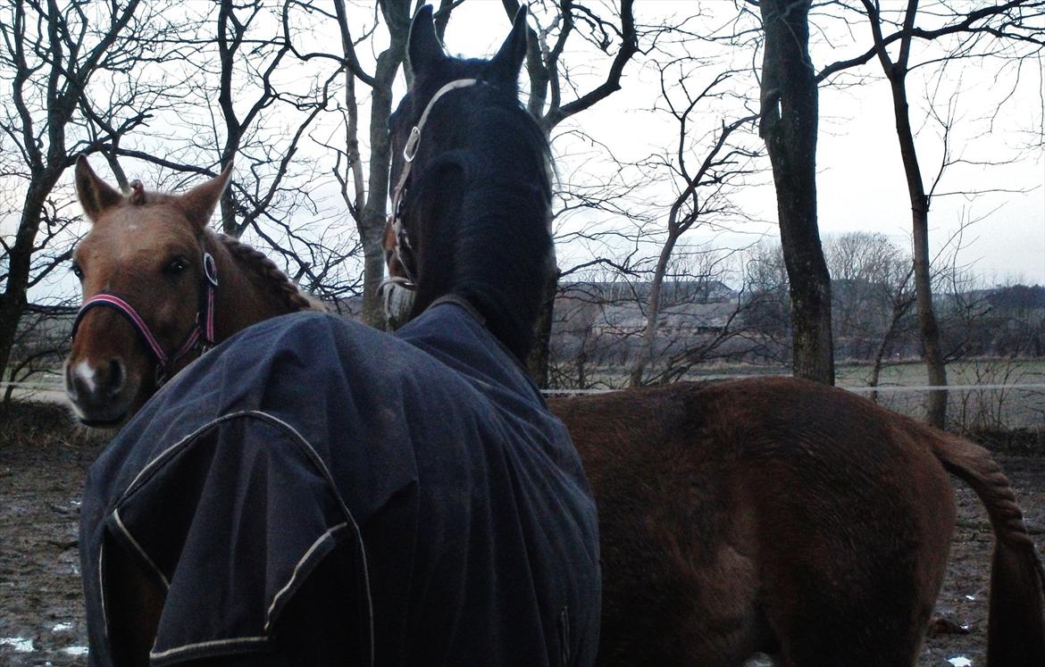 Anden særlig race Prins Brutus - Bruller og Duller <3<3, mine to fantastiske ponyer :-D billede 13