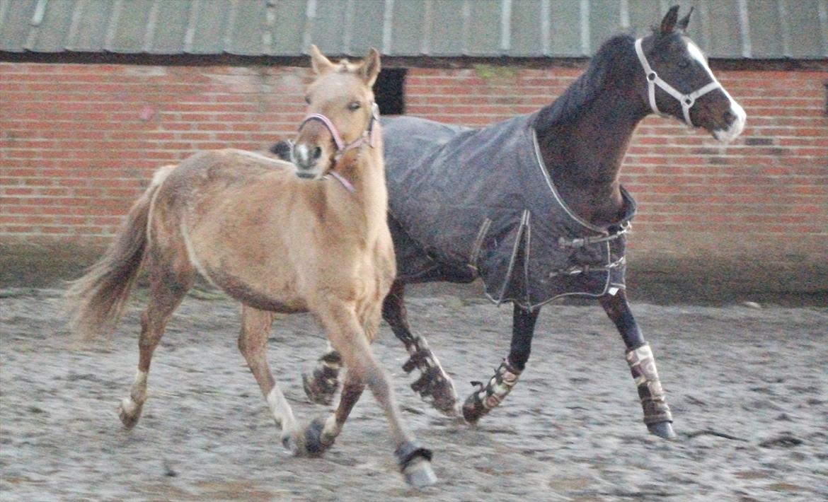 Anden særlig race Prins Brutus - Blær blær :D <3 billede 14