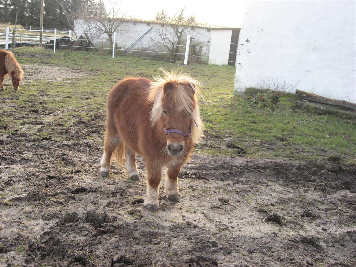 Miniature Serafina - på folden billede 7