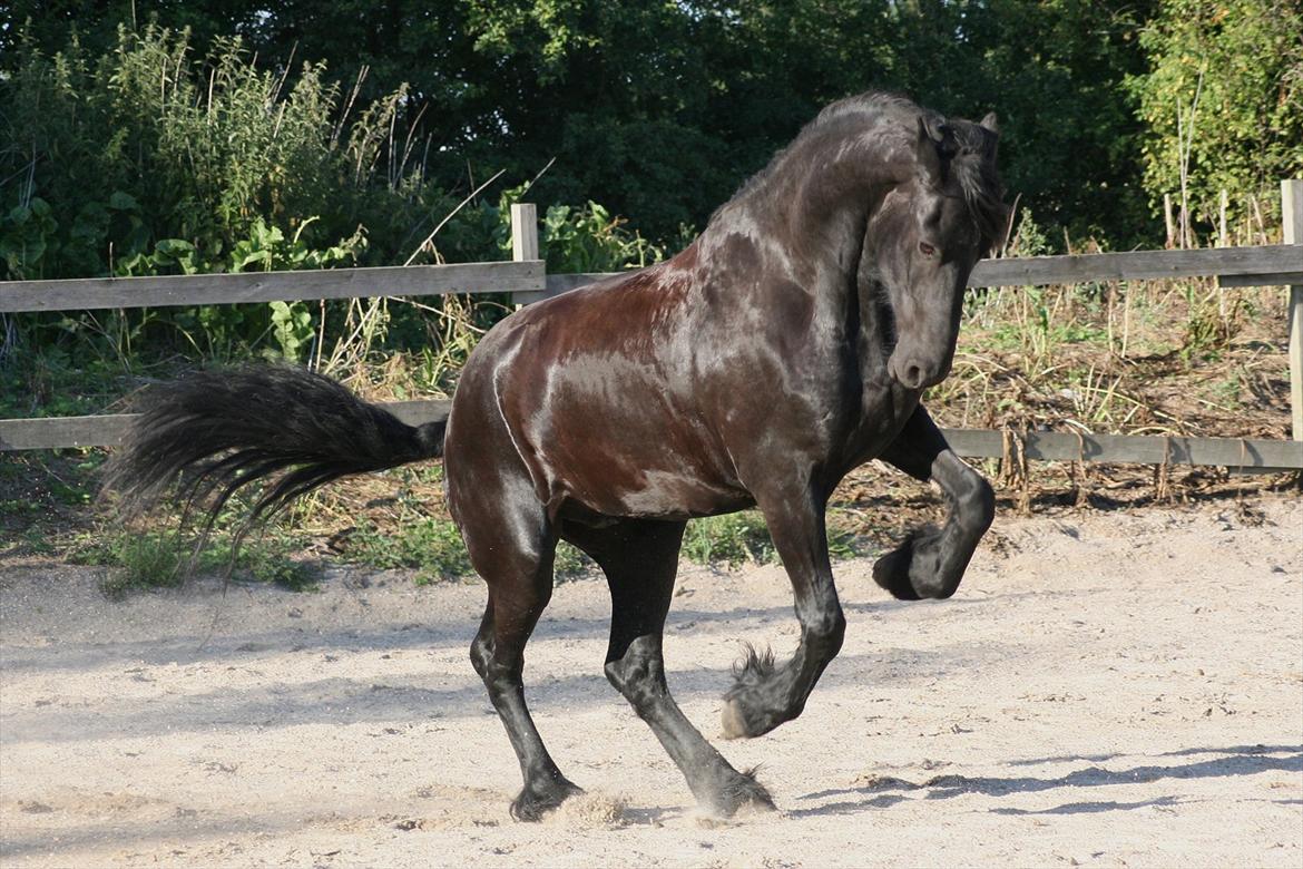 Frieser Sietse VD Molenwijk - ©AM | Blærer sig på ridebanen :D billede 9