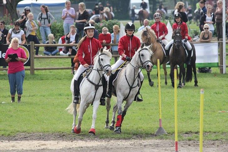 Arabisk fuldblod (OX) [ Isan ] <3 - SM i ponygames Store Hestedag 2011 <3 Guld billede 15