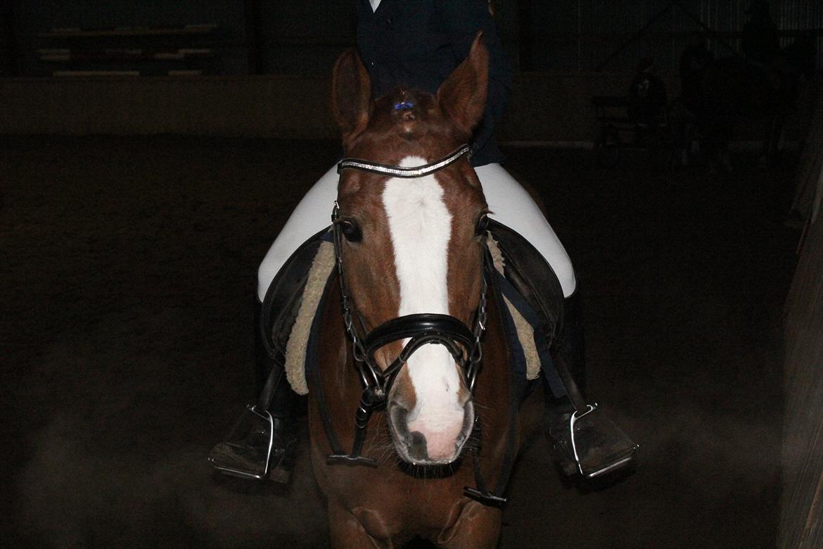 Anden særlig race Dreamer billede 4