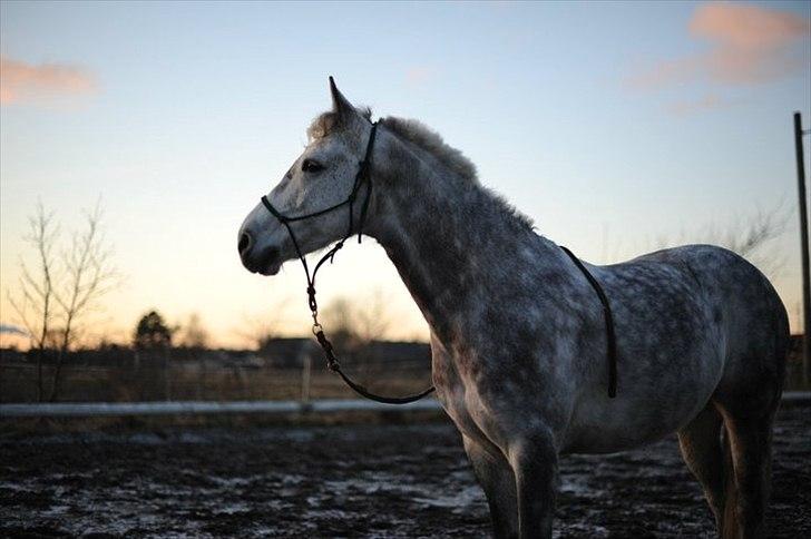 Connemara Teglstrups Samos billede 12
