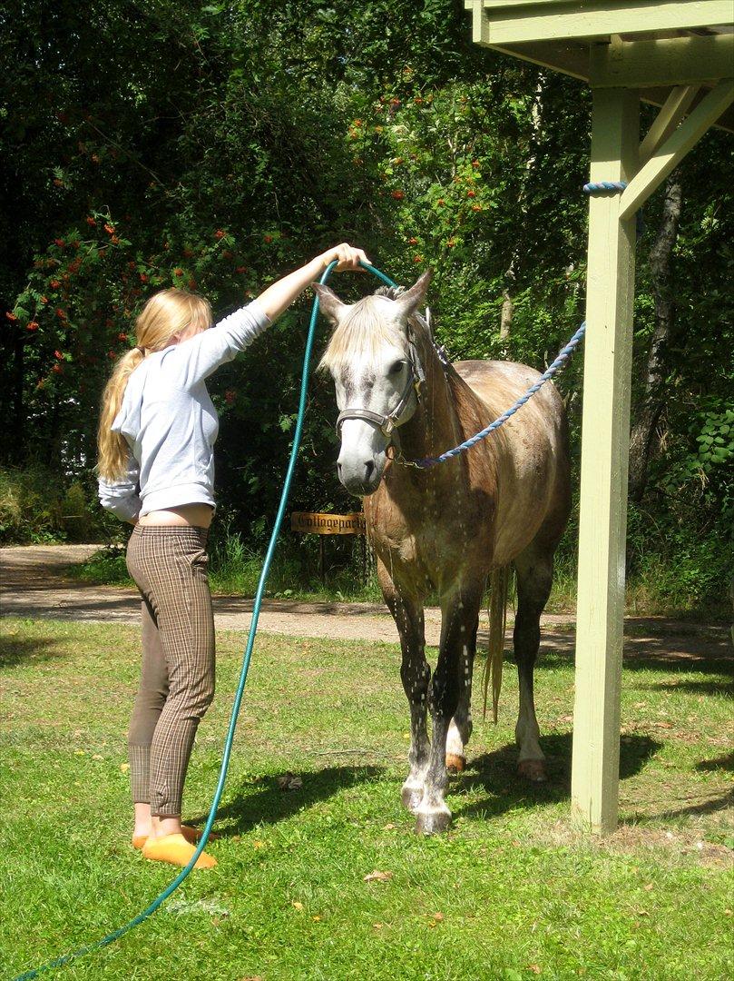 Connemara Teglstrups Samos billede 13