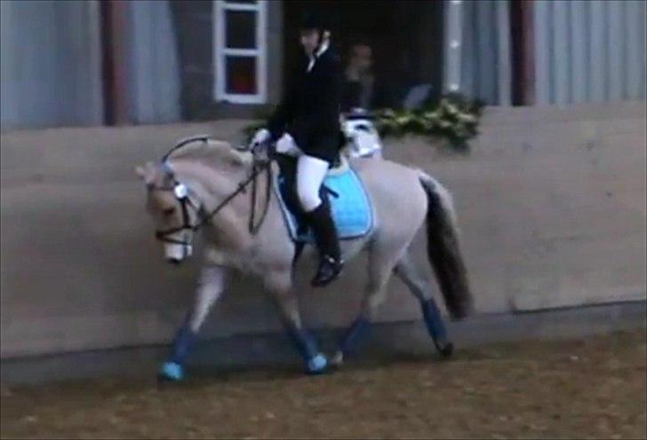 Fjordhest Åge  - Tobøl Julestævne 2011<3
Foto: fra Video billede 10