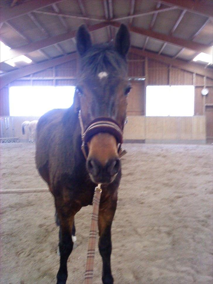 Fuldblod (XX) Smokey  - ( må ikke kopiers ) smokey 
Foto: Nikoline  billede 13