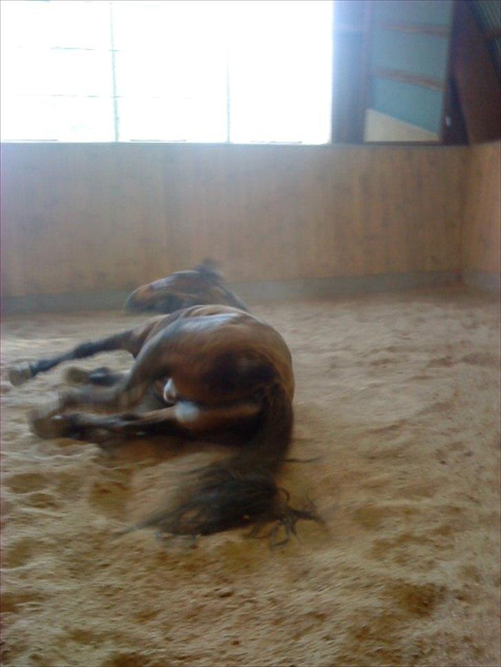 Fuldblod (XX) Smokey  - ( må ikke kopiers ) smokey ruller sig  
Foto: Nikoline  billede 14