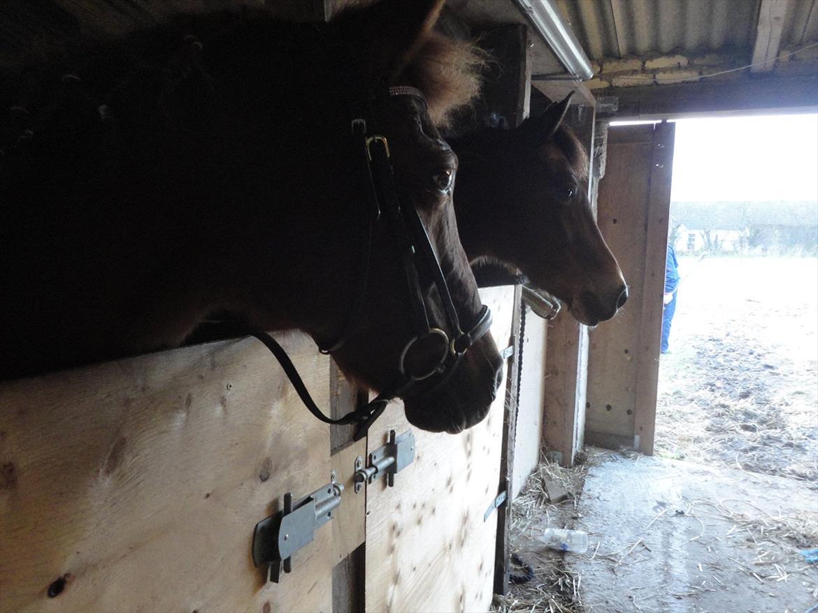 Anden særlig race Zephyr  - Efterår 2011. billede 2