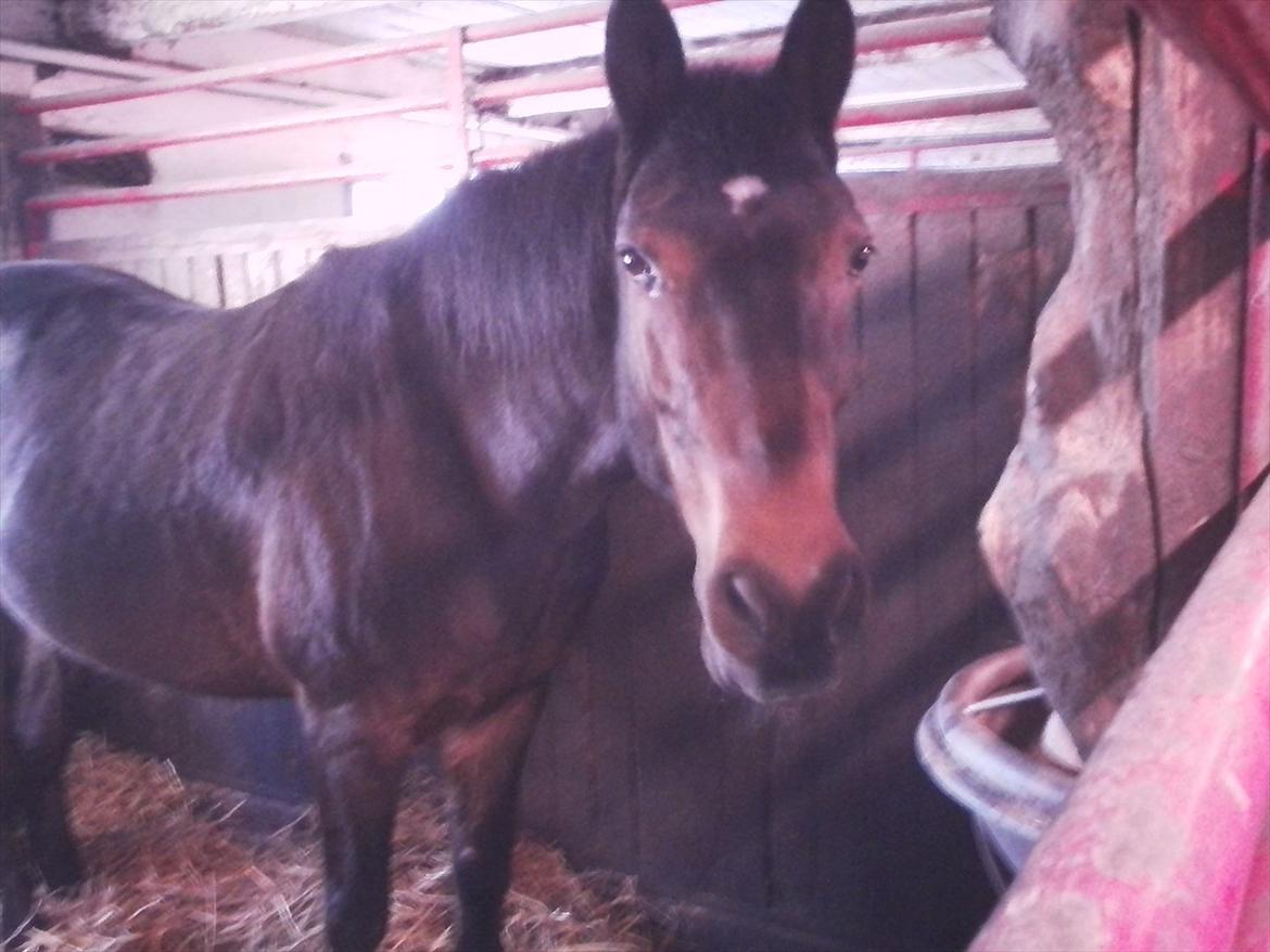 Fuldblod (XX) Smokey  - smokey i sin boks ( må ikke kopiers )
Foto: Nikoline  billede 16