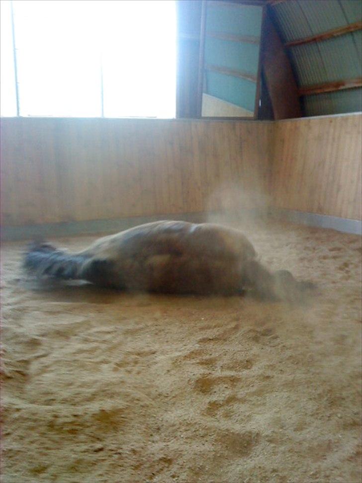 Fuldblod (XX) Smokey  - smokey ruller sig (-; ( må ikke kopiers ) Foto: Nikoline  billede 17