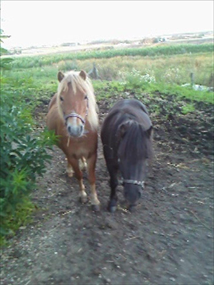 Shetlænder Karla |My Love|<3 - Karla og Daisy<3 billede 16
