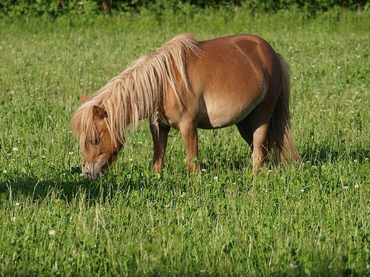 Shetlænder Karla |My Love|<3 - Sommer 2010<3
Foto: René Sørensen billede 19