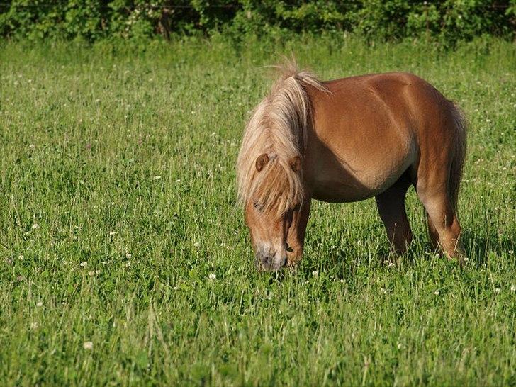 Shetlænder Karla |My Love|<3 - Sommer 2010<3
Foto: René Sørensen billede 18