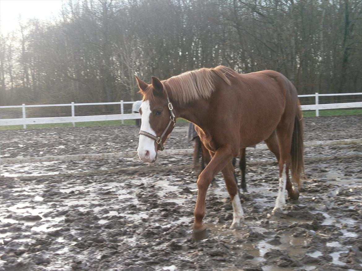 Dansk Varmblod Vestergårds Don Diligo billede 1